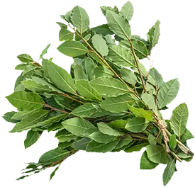 Branches image – yard debris and garden cleanup services